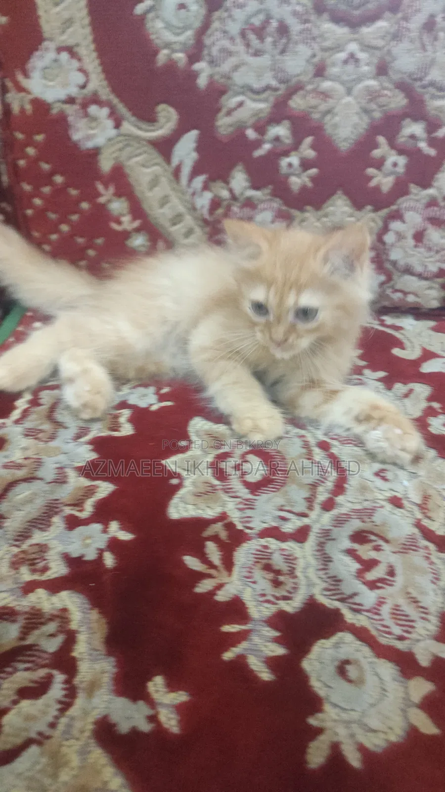 1-3 Months Male Purebred Persian Cat