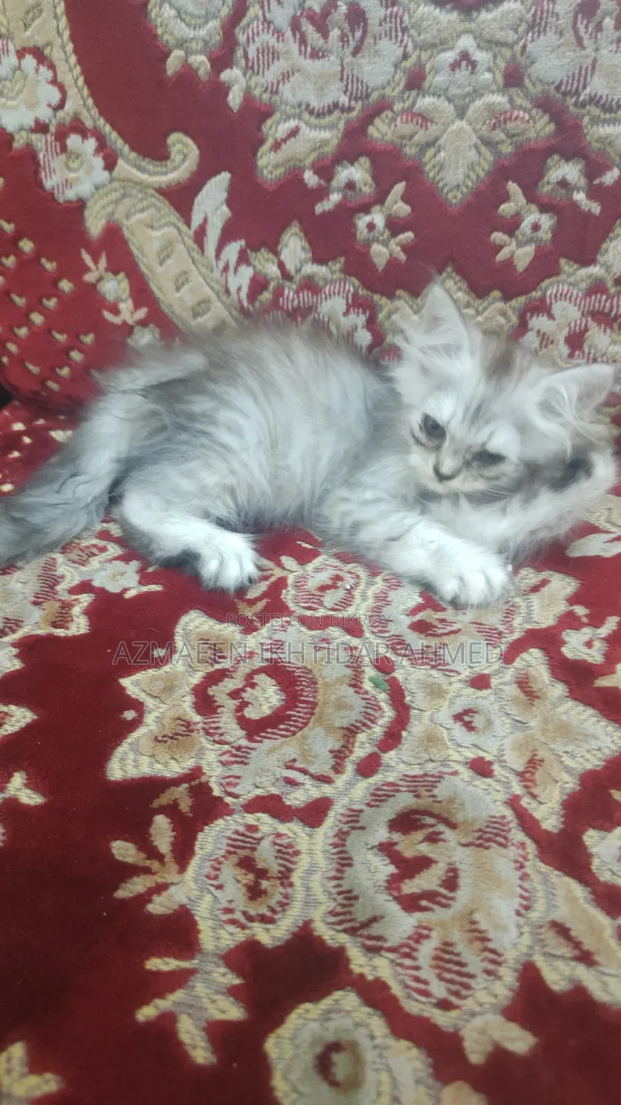1-3 Months Male Purebred Persian