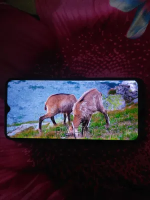 রিয়েলমি ৬আই ১২৮ জিবি গ্রিন