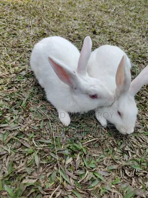 Rabbits for sale