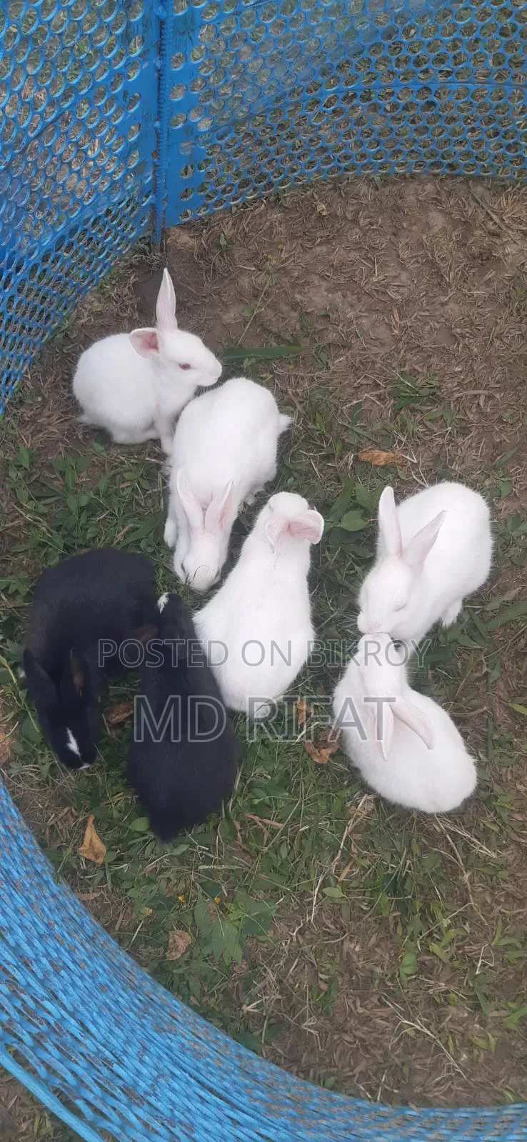 Rabbits for sale
