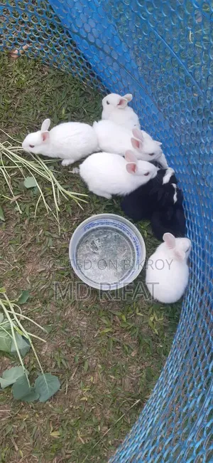 Rabbits for sale