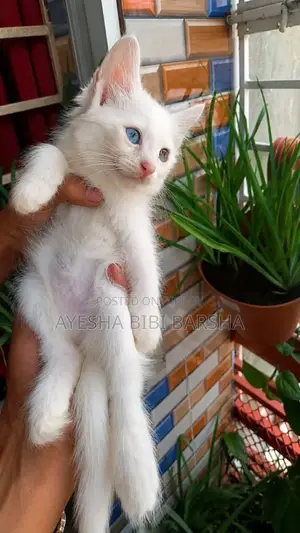 1-3 Months Female Purebred Persian