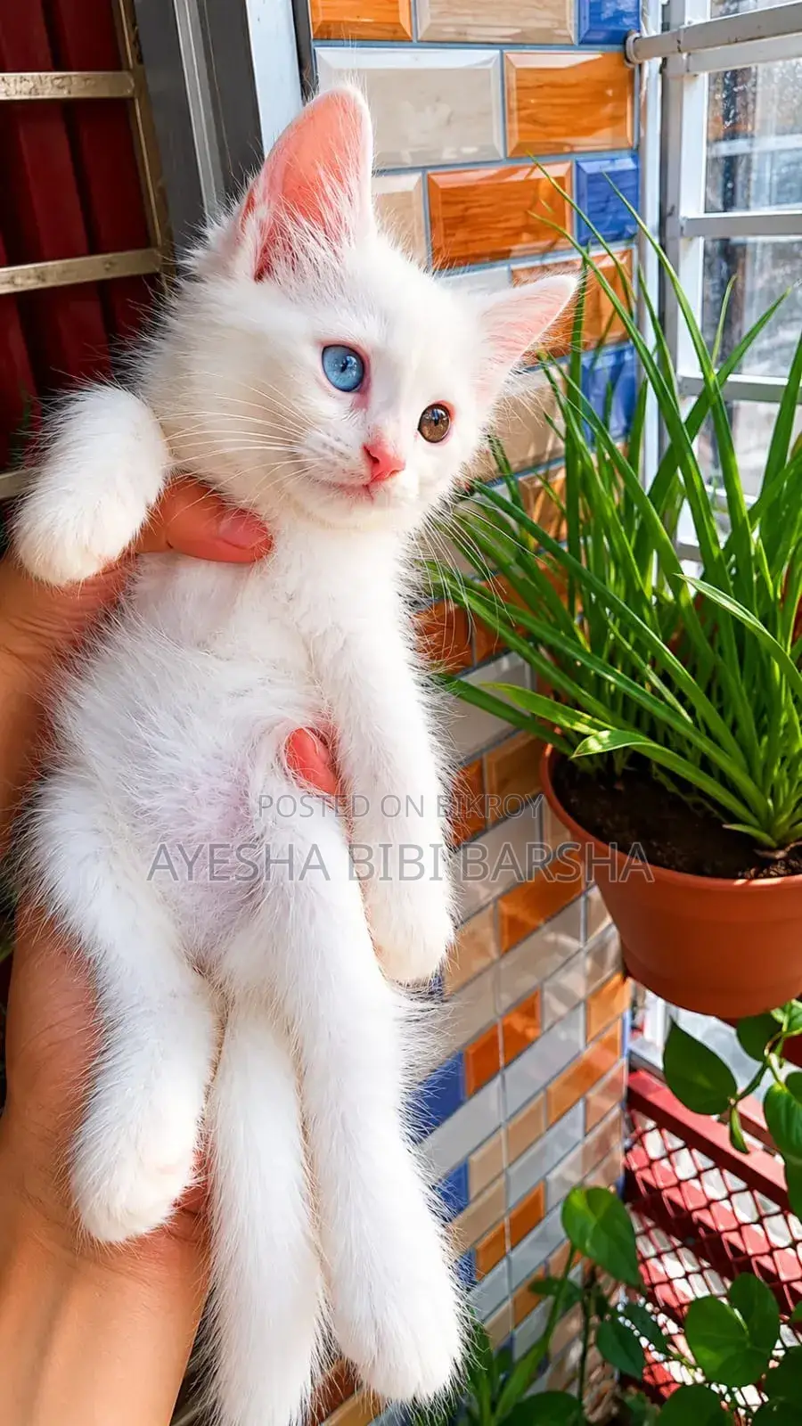 1-3 Months Female Purebred Persian