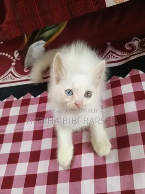 1-3 Months Female Purebred Persian
