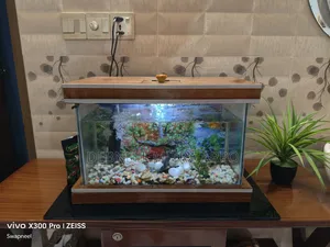 New Aqurium With Fresh Fish