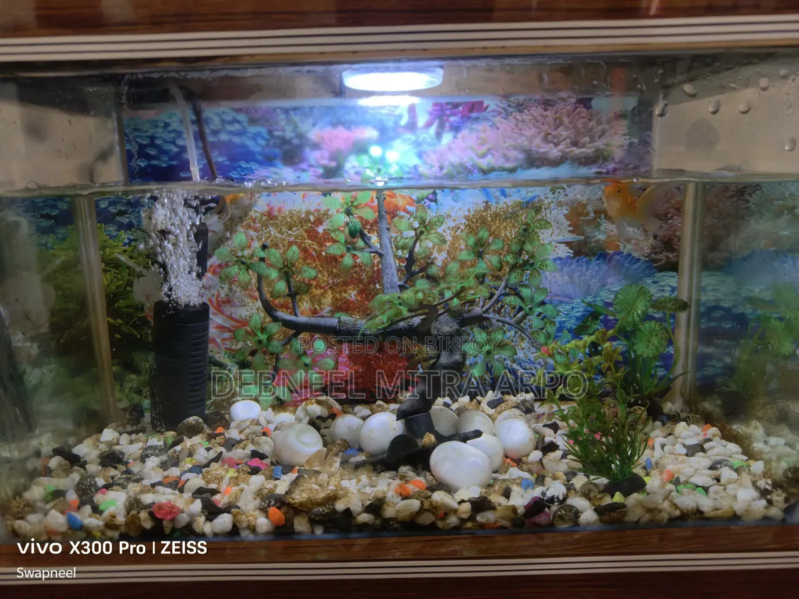 New Aqurium With Fresh Fish