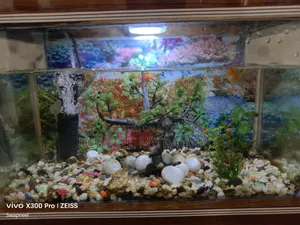 New Aqurium With Fresh Fish
