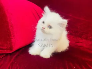 1-3 Months Female Purebred Persian