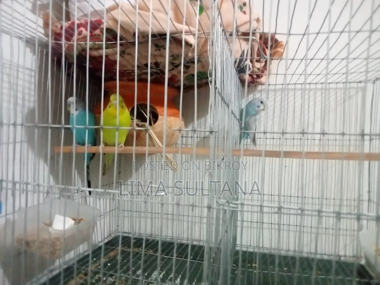 1 pair of adult Budgie and 1 single male Budgie bird for sale