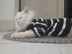 6-12 Months Male Purebred Persian