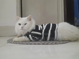 6-12 Months Male Purebred Persian