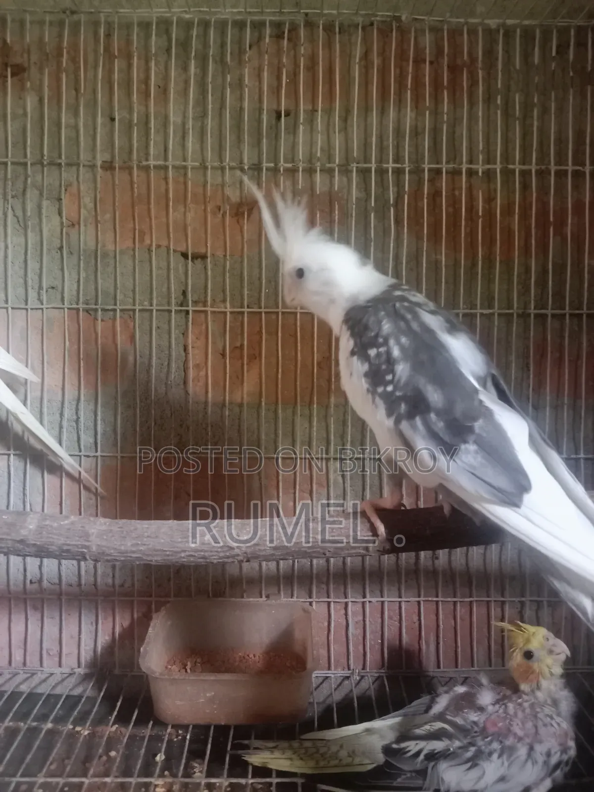 ককাটেল রানিং পেয়ার
