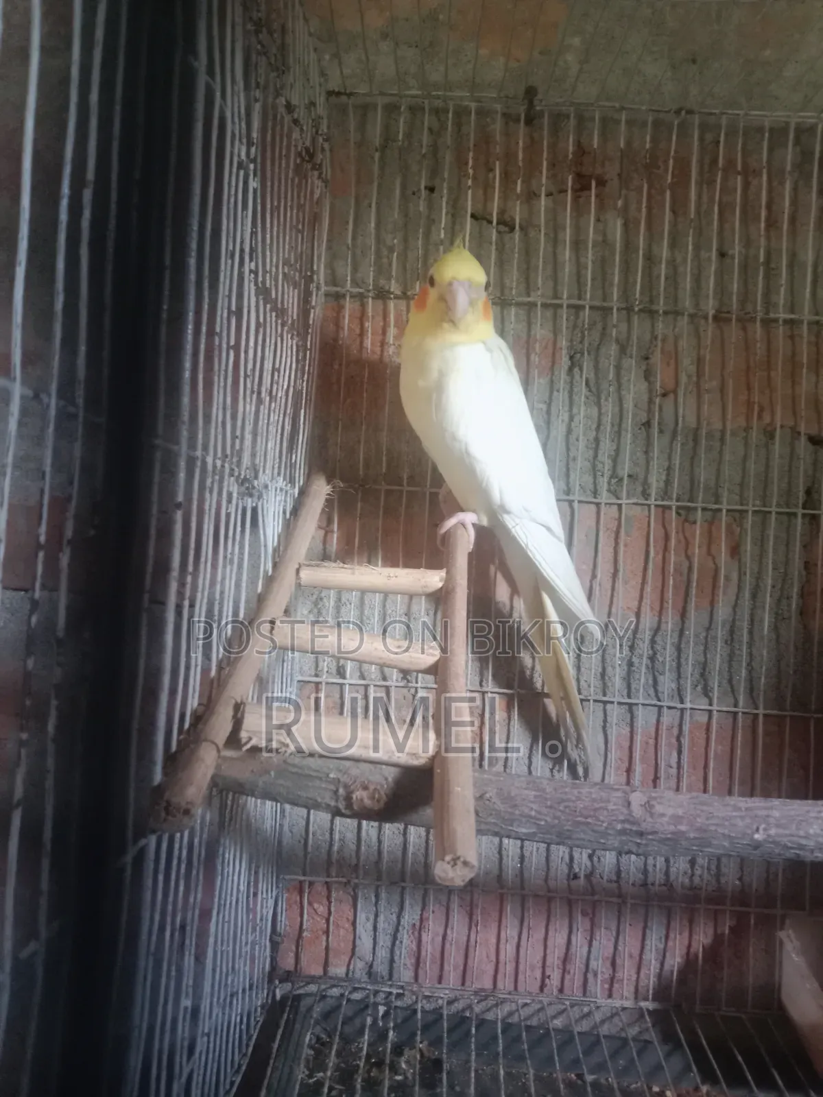 ককাটেল রানিং পেয়ার
