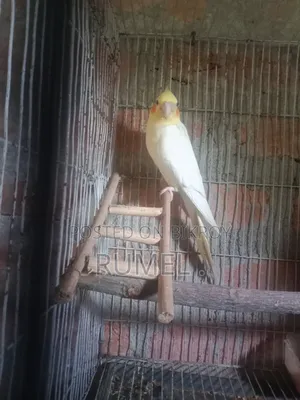 ককাটেল রানিং পেয়ার