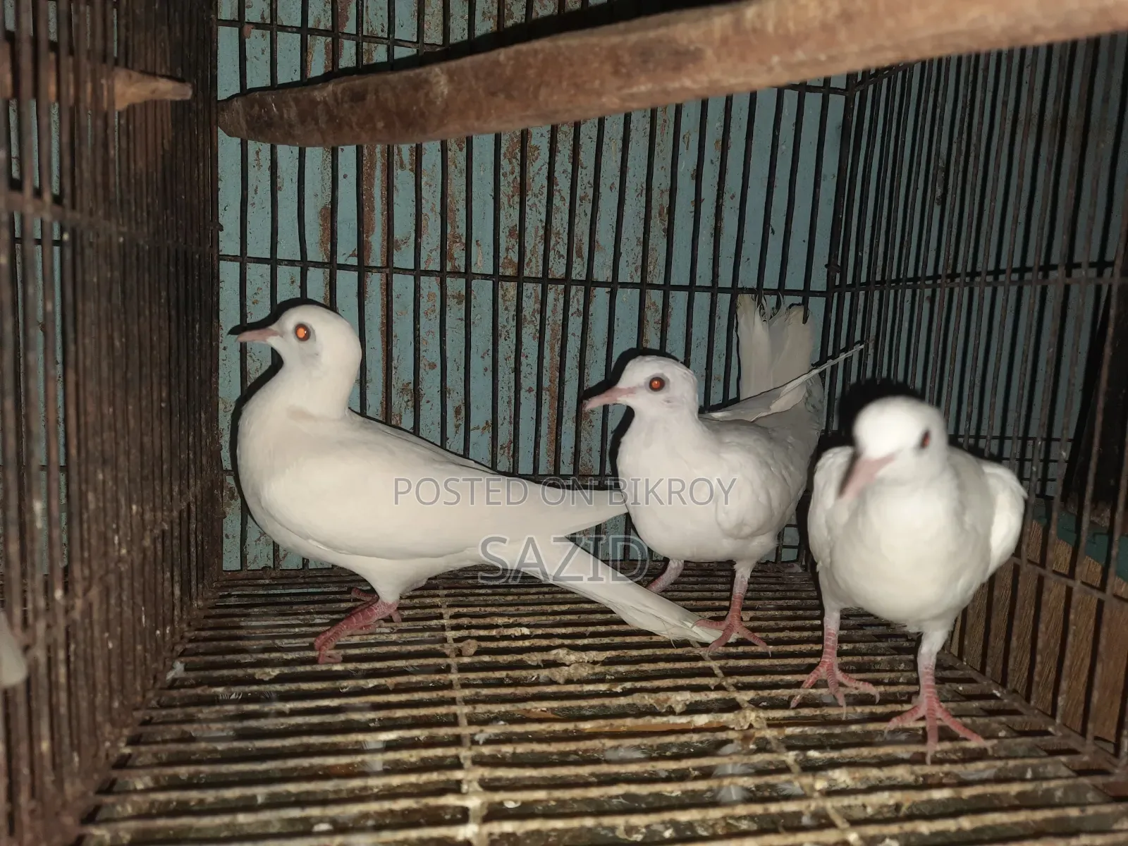 Australian Dove