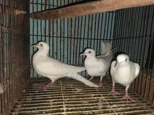Australian Dove