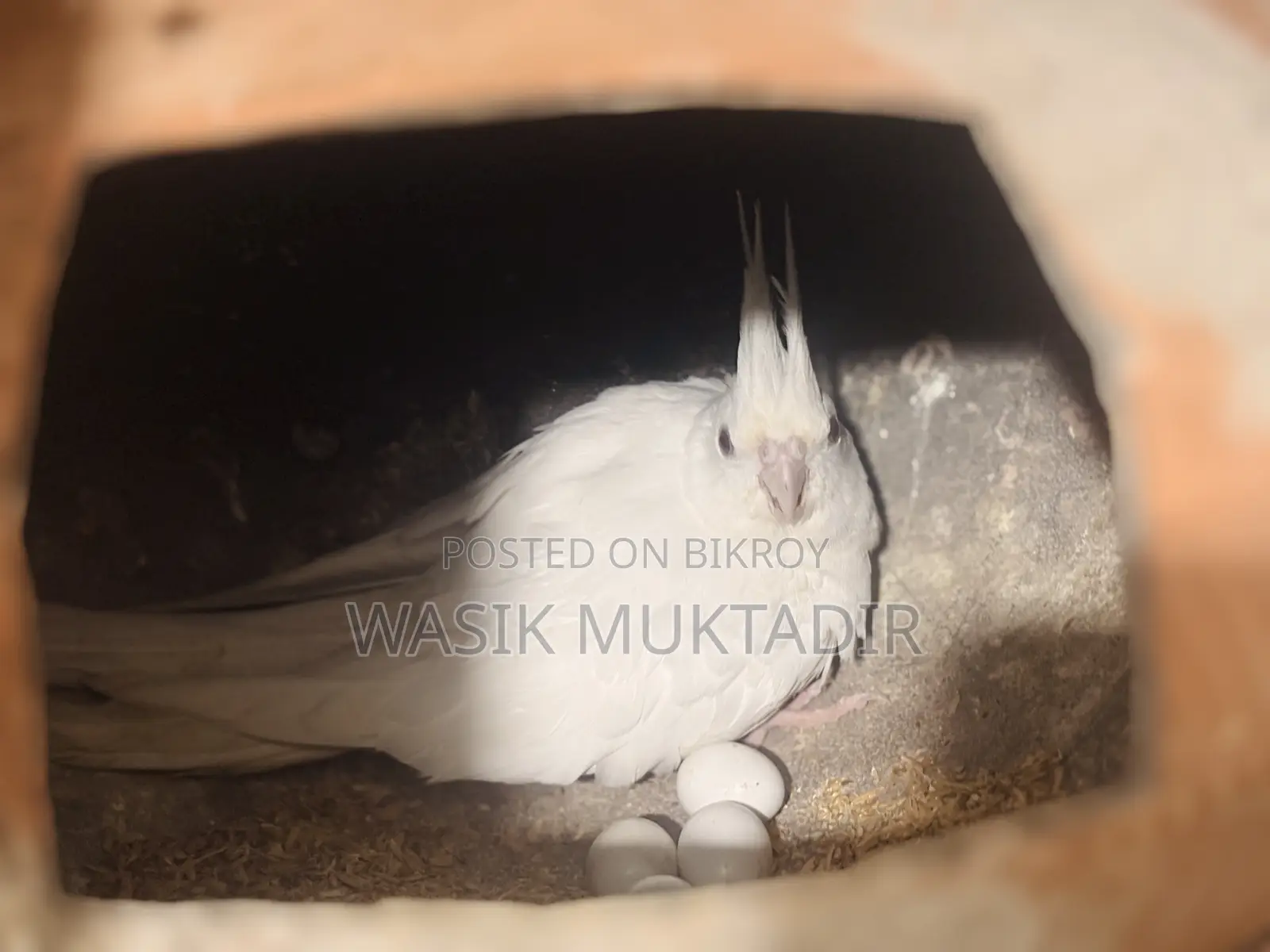 ব্রিডিং ককাটেল জোড়া