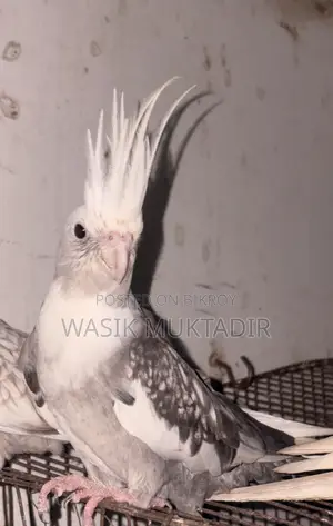 ব্রিডিং ককাটেল জোড়া