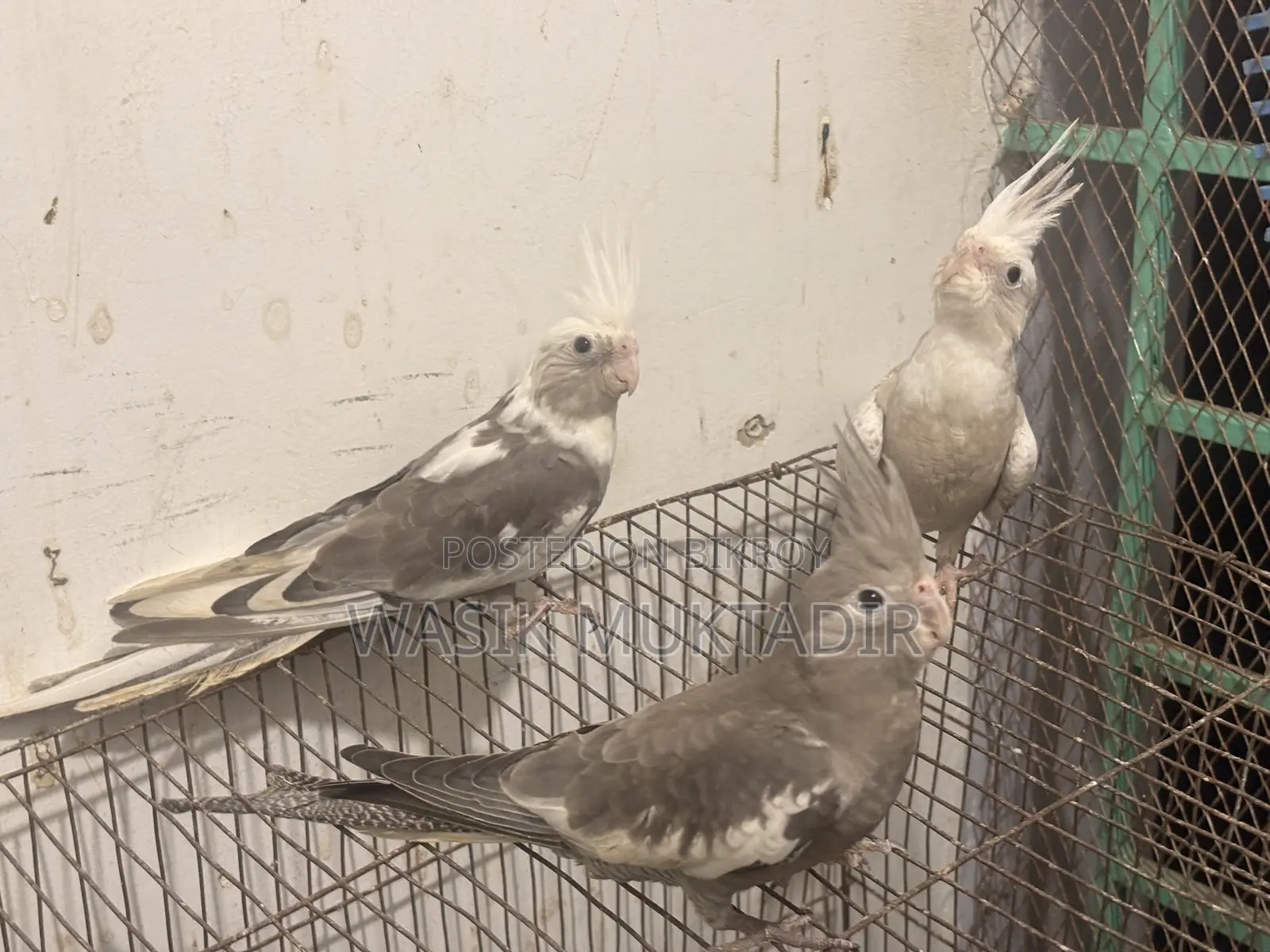 Tame Cockatiel Babies.