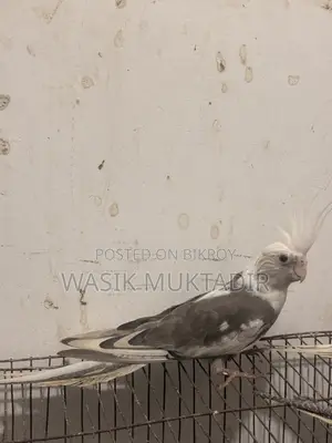 Tame Cockatiel Babies.
