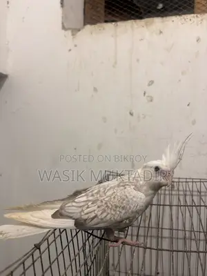 Tame Cockatiel Babies.