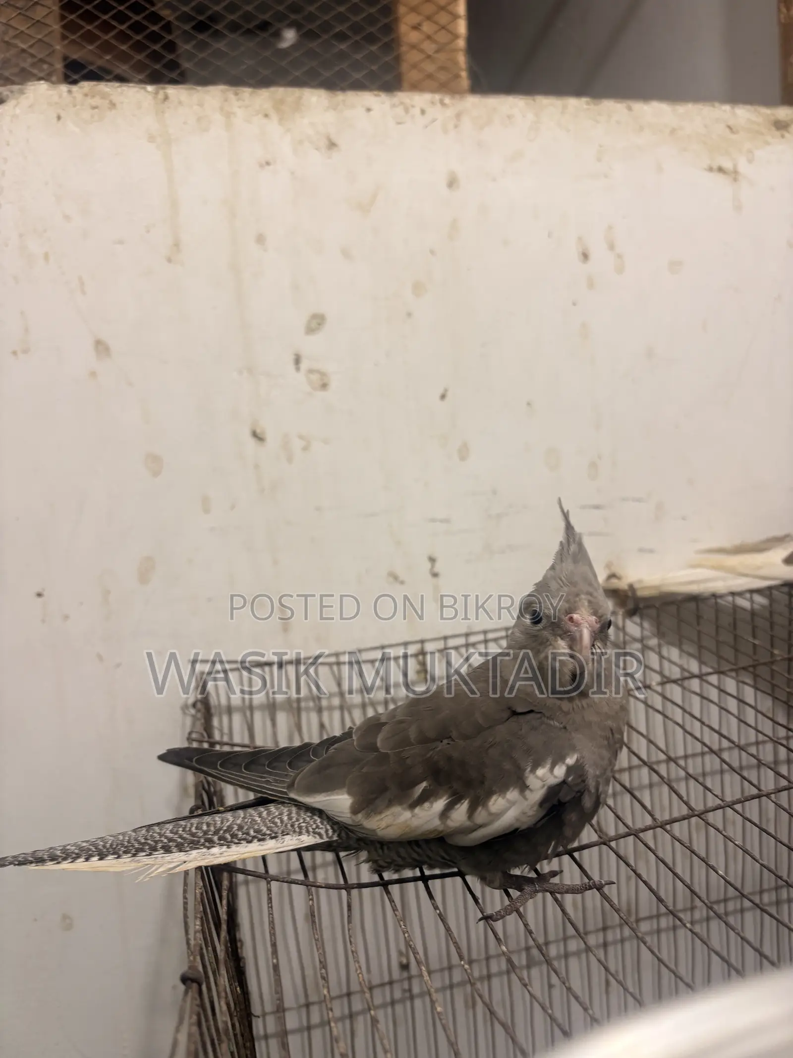 Tame Cockatiel Babies.