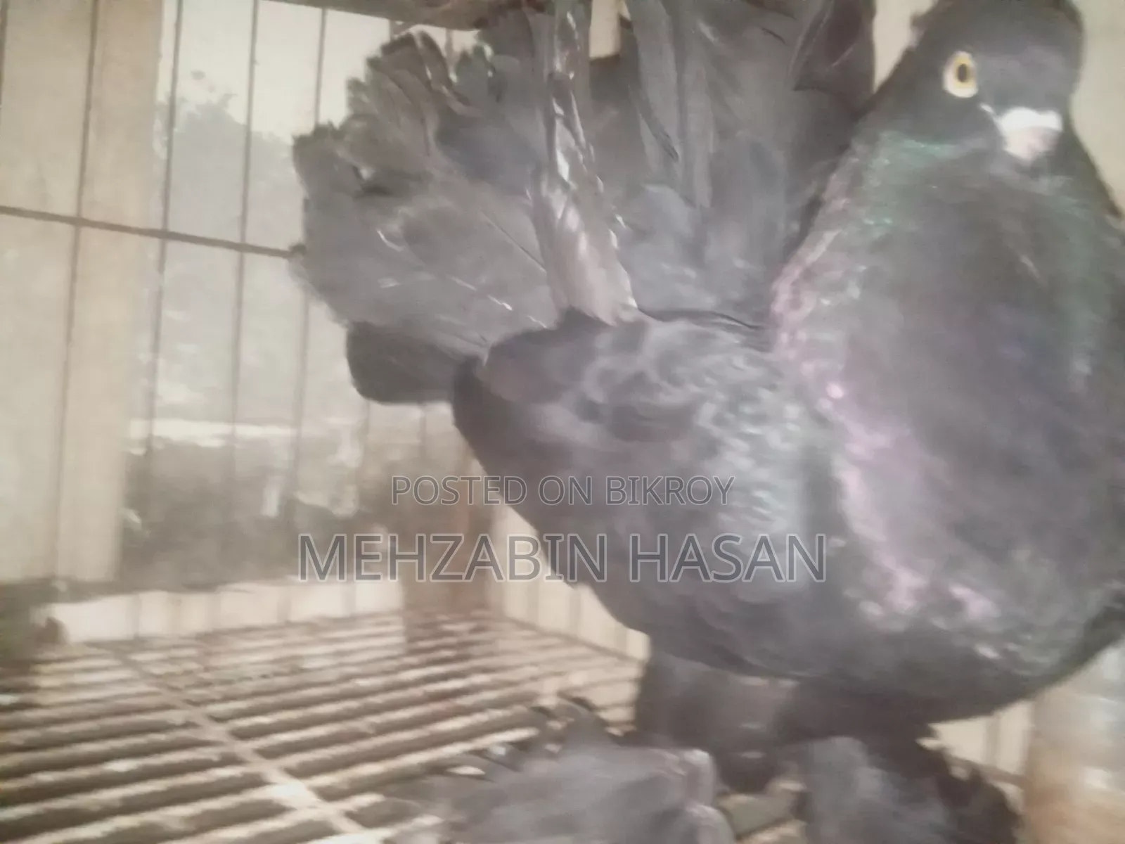 Black Lakha Pigeon (Male) for sale