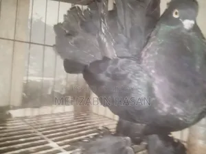 Black Lakha Pigeon (Male) for sale