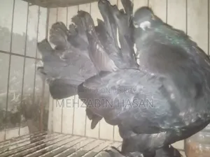 Black Lakha Pigeon (Male) for sale