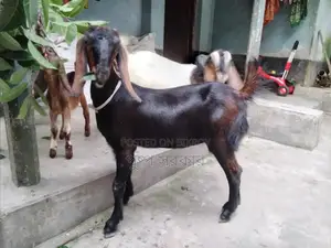উন্নত জাতের পাঠি ছাগল বিক্রি করা হবে