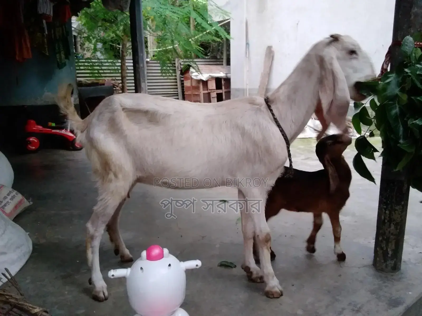 উন্নত জাতের পাঠি ছাগল বিক্রি করা হবে