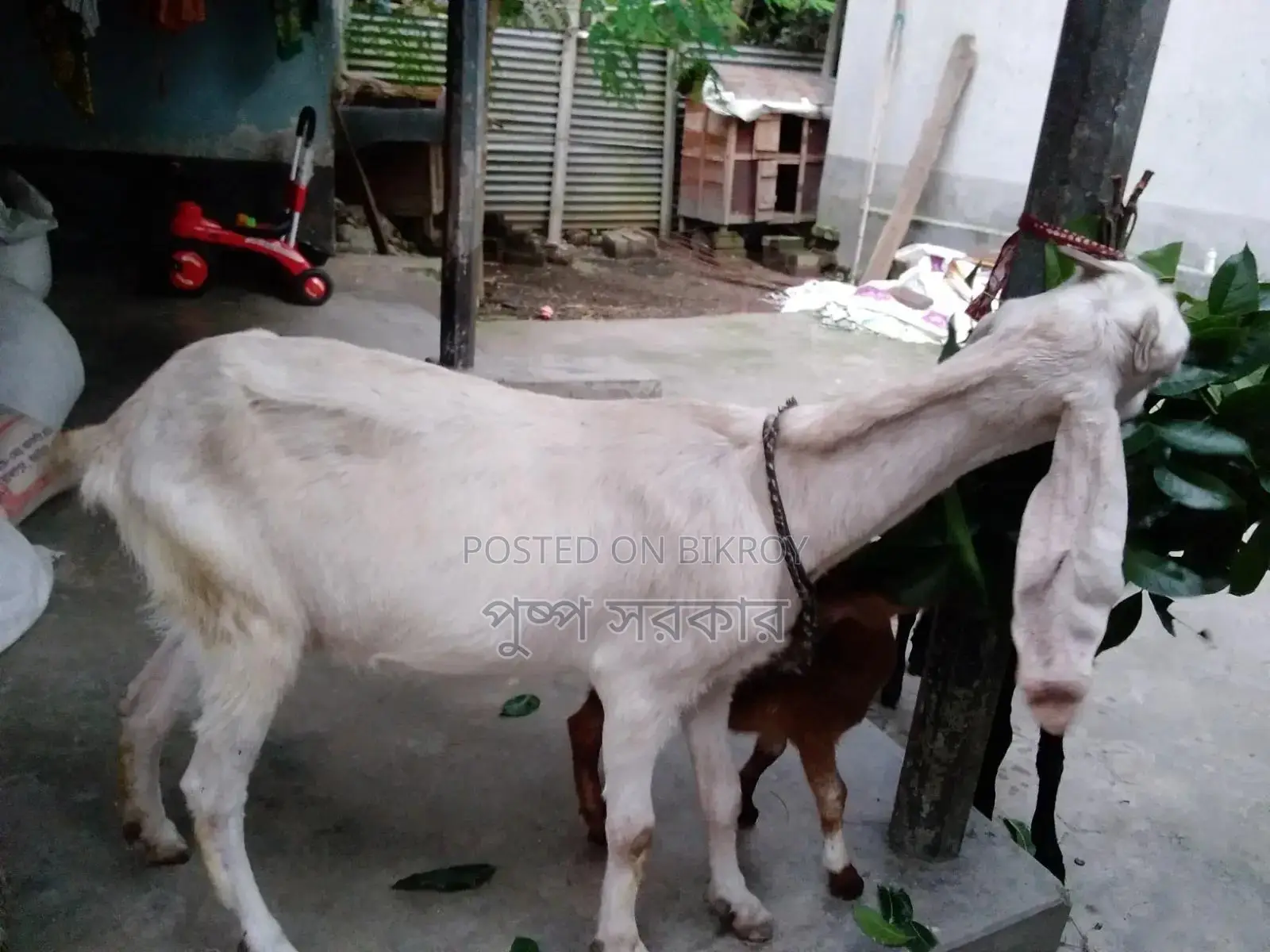 উন্নত জাতের পাঠি ছাগল বিক্রি করা হবে