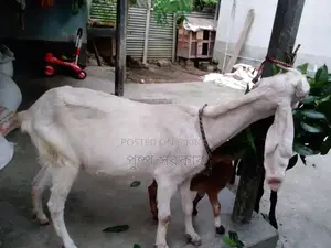 উন্নত জাতের পাঠি ছাগল বিক্রি করা হবে