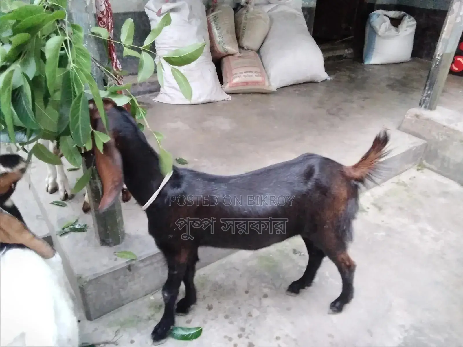 উন্নত জাতের পাঠি ছাগল বিক্রি করা হবে