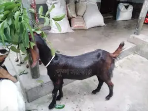 উন্নত জাতের পাঠি ছাগল বিক্রি করা হবে