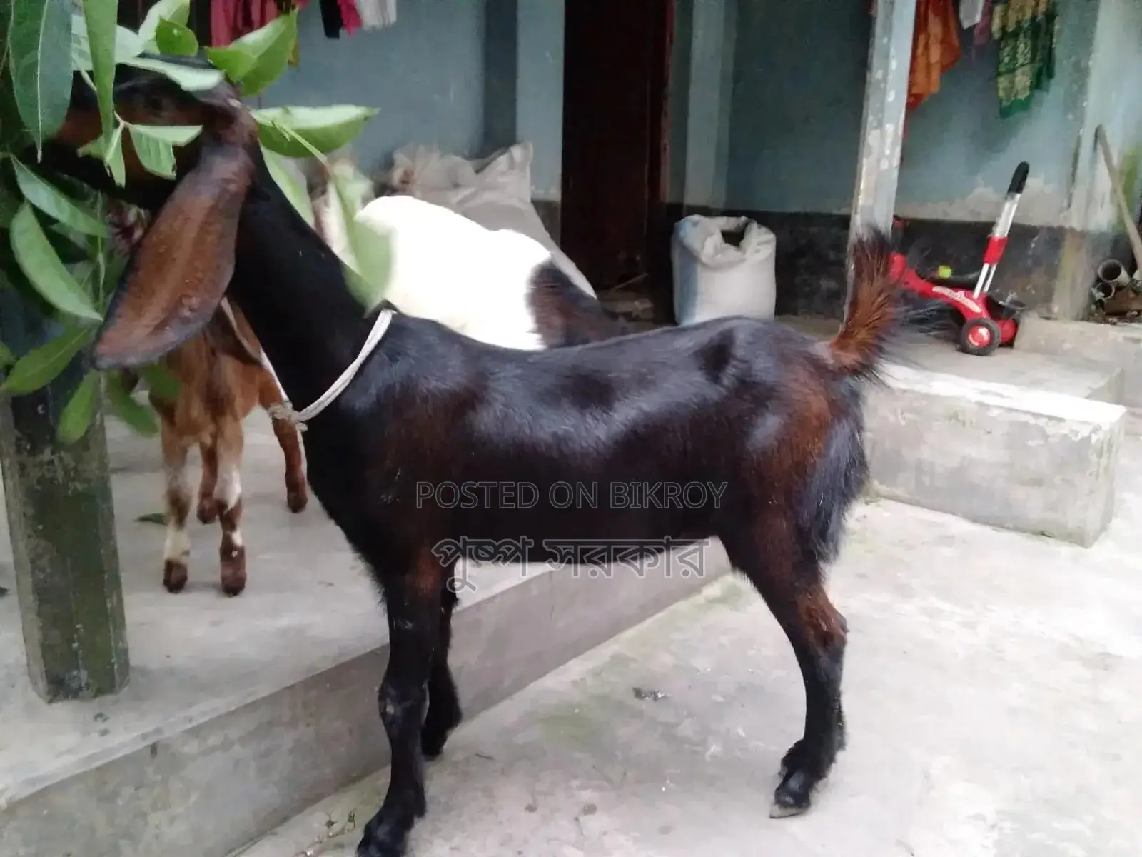 উন্নত জাতের পাঠি ছাগল বিক্রি করা হবে