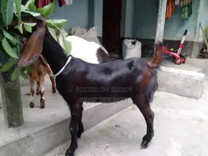 উন্নত জাতের পাঠি ছাগল বিক্রি করা হবে