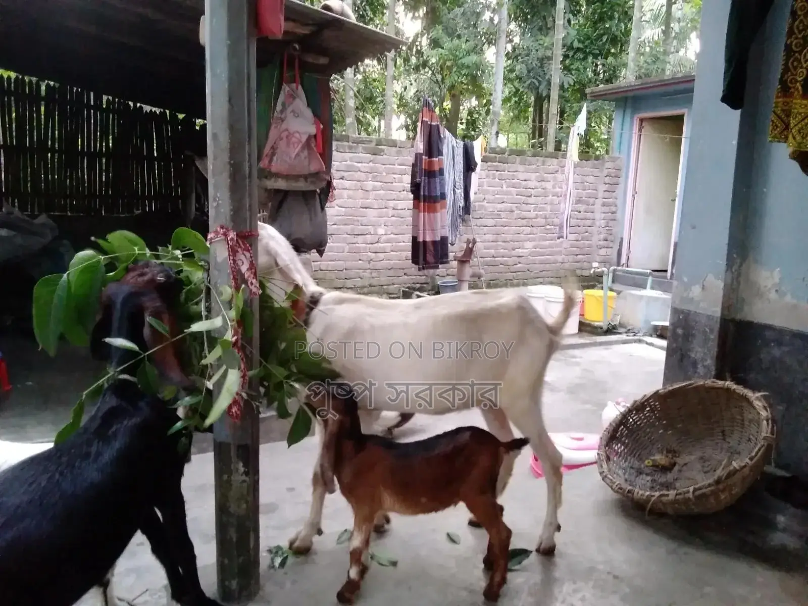 উন্নত জাতের পাঠি ছাগল বিক্রি করা হবে