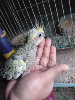 Tame Size, Cockatiel Full Healthy, Soni Akra or Vaggapress Delivery Available