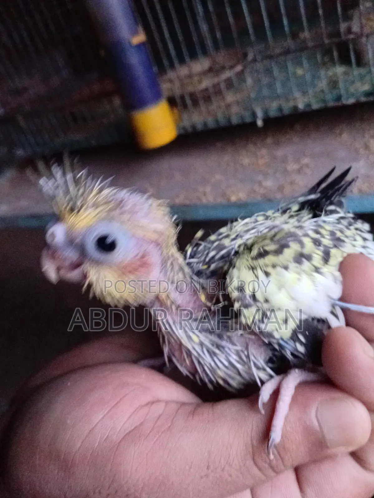 Tame Size, Cockatiel Full Healthy, Soni Akra or Vaggapress Delivery Available