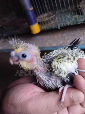 Tame Size, Cockatiel Full Healthy, Soni Akra or Vaggapress Delivery Available