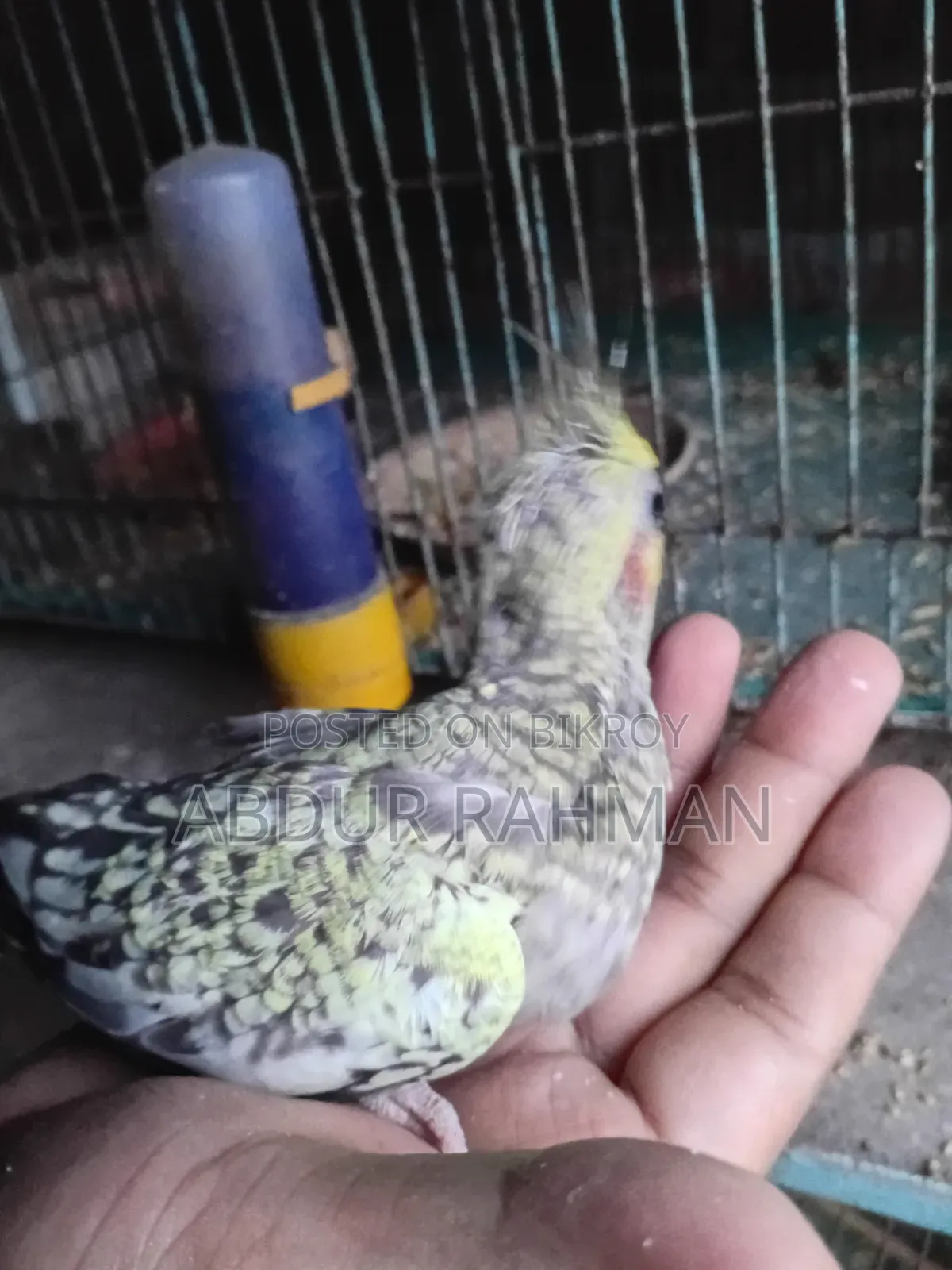 Tame Size, Cockatiel Full Healthy, Soni Akra or Vaggapress Delivery Available