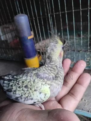 Tame Size, Cockatiel Full Healthy, Soni Akra or Vaggapress Delivery Available