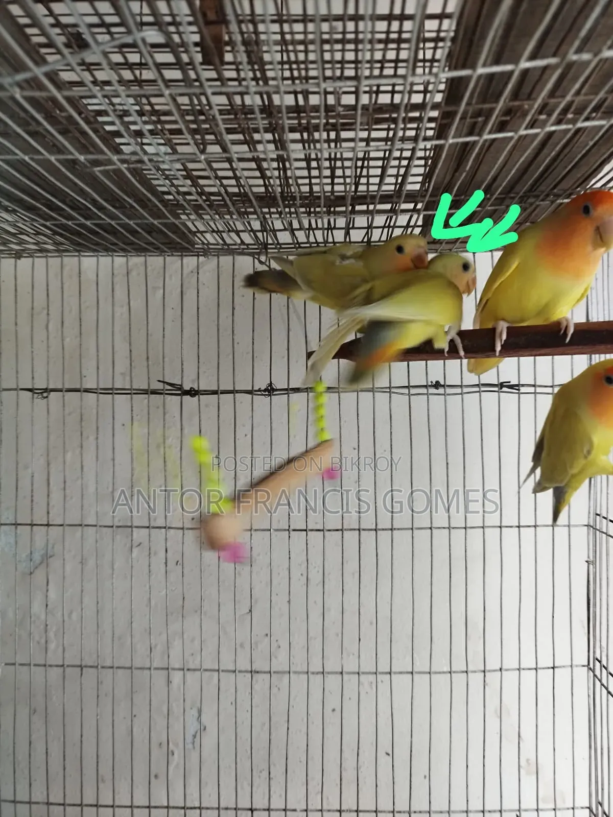 Love Bird (Yellow)