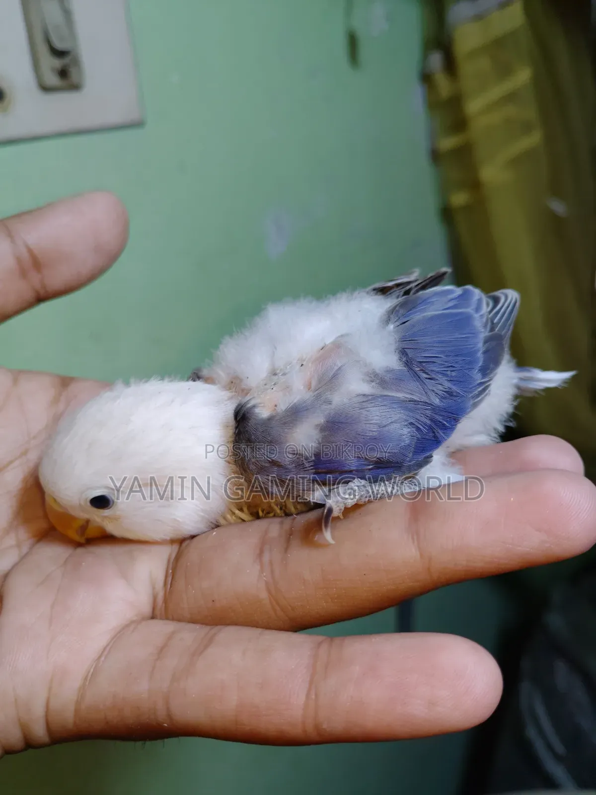 Love Bird Baby