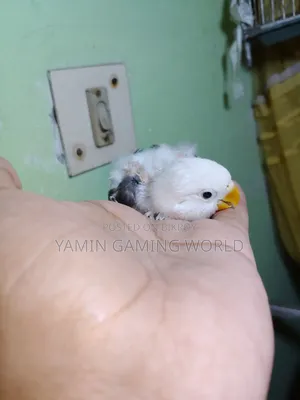 Love Bird Baby