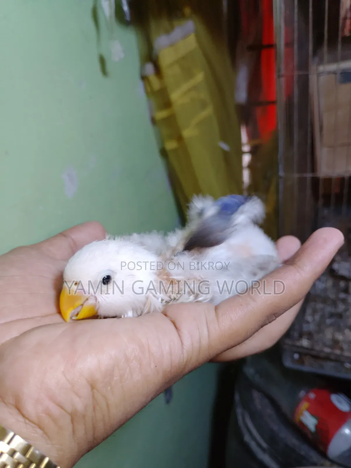 Love Bird Baby