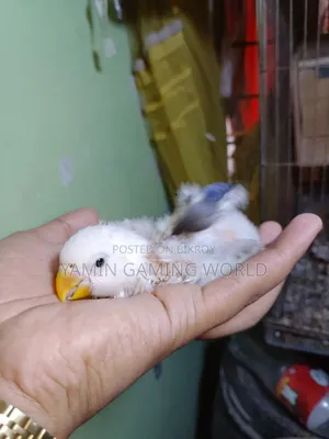 Love Bird Baby