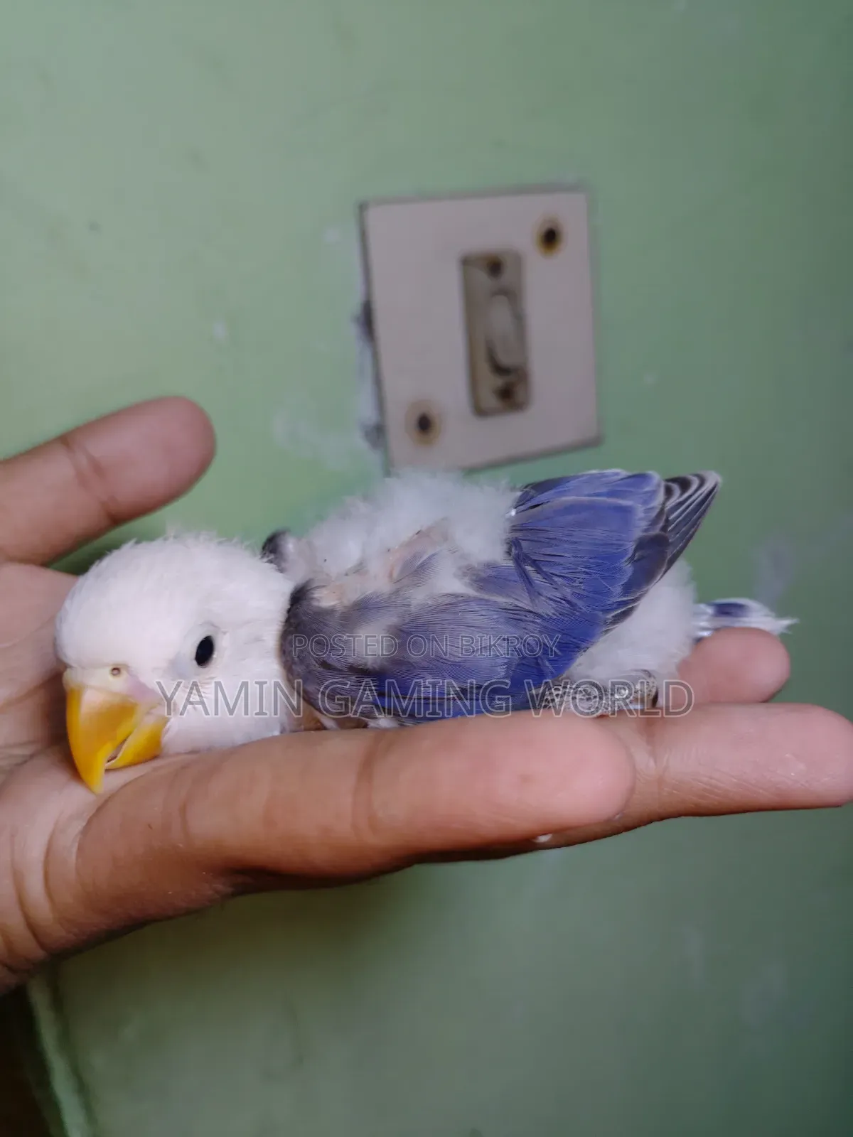 Love Bird Baby